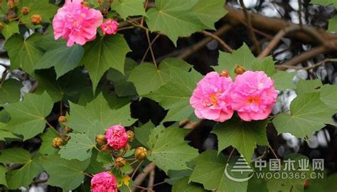 芙蓉用途|芙蓉花的功效与作用